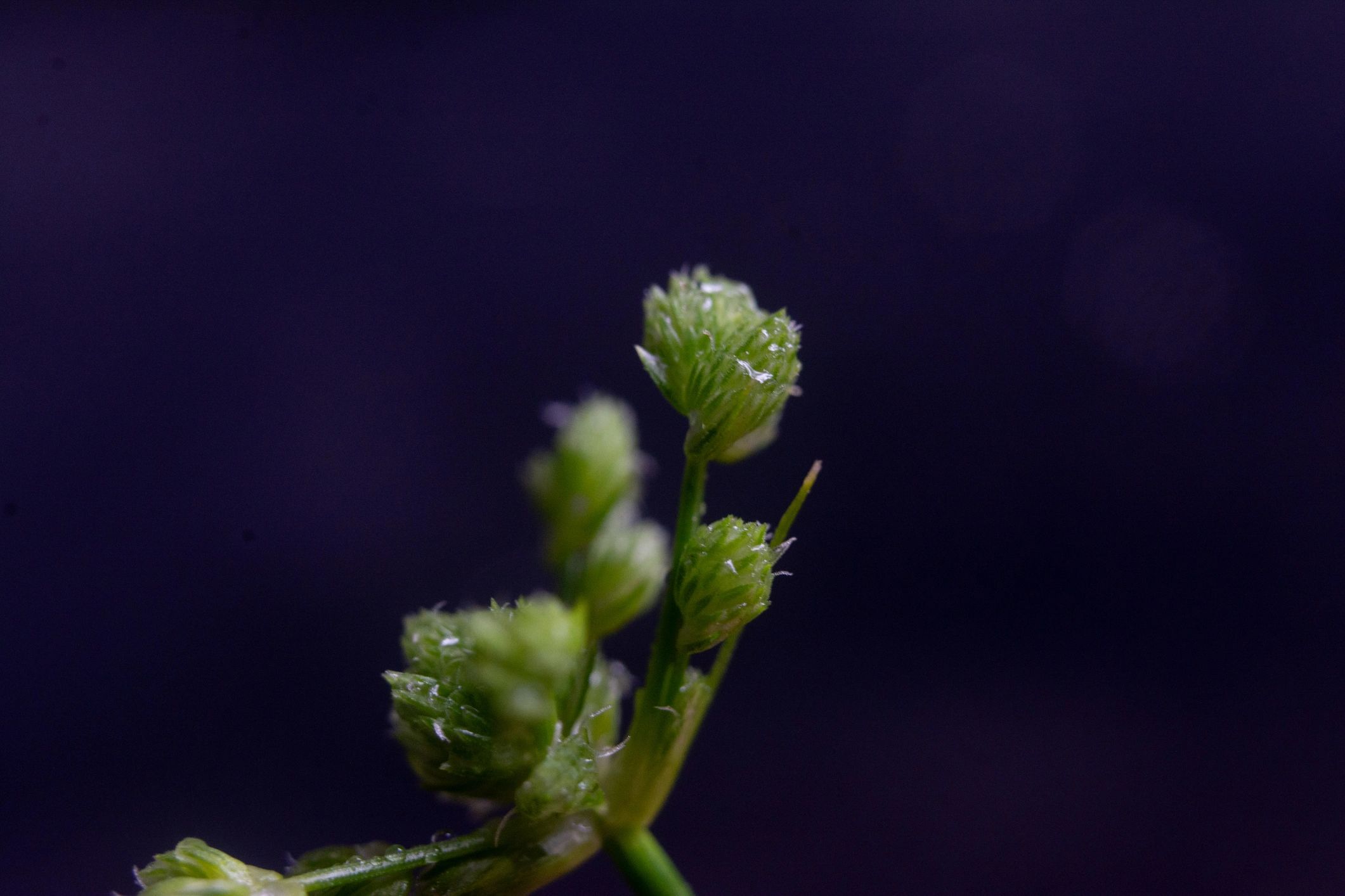 Close-up macro detail representing cannabis flower and product quality